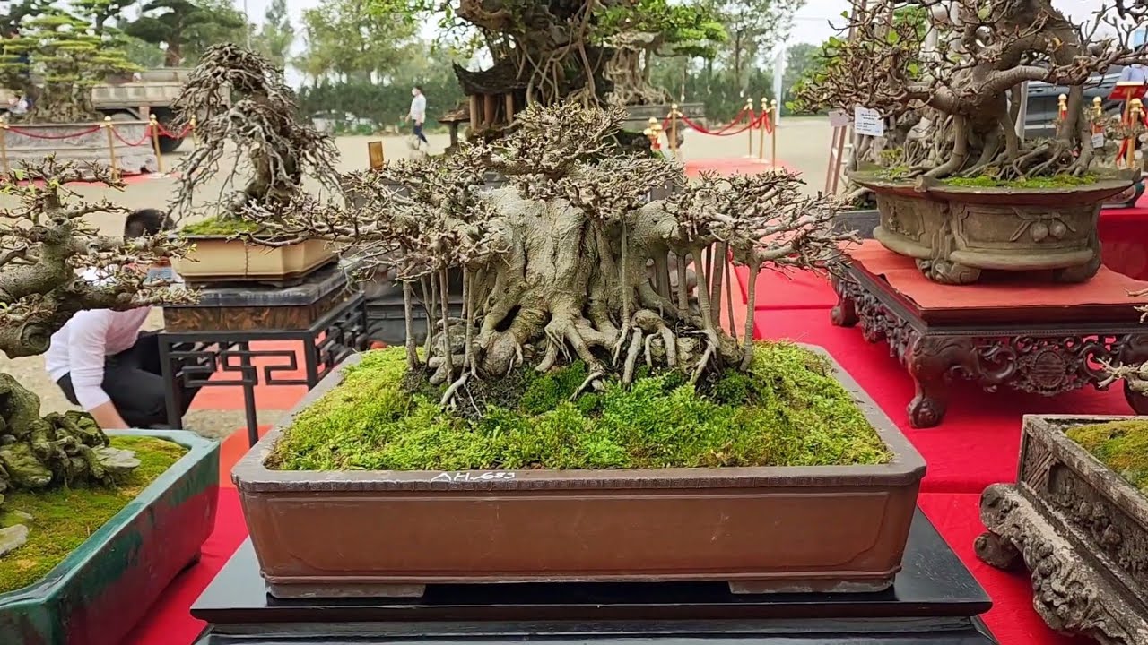 Mãn nhãn giàn bonsai phố cổ tại Triển lãm Cây cảnh Hà nội