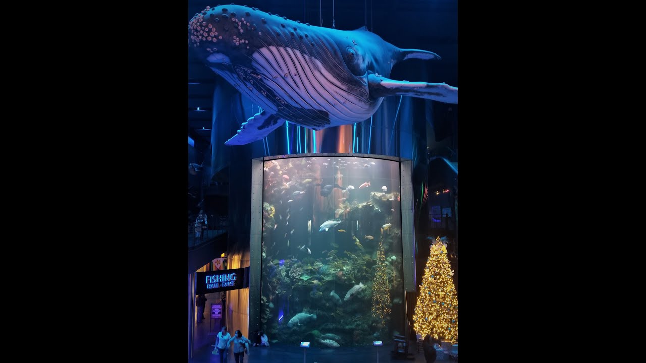 L'aquarium de Springfield, Missouri - MaxresDefault