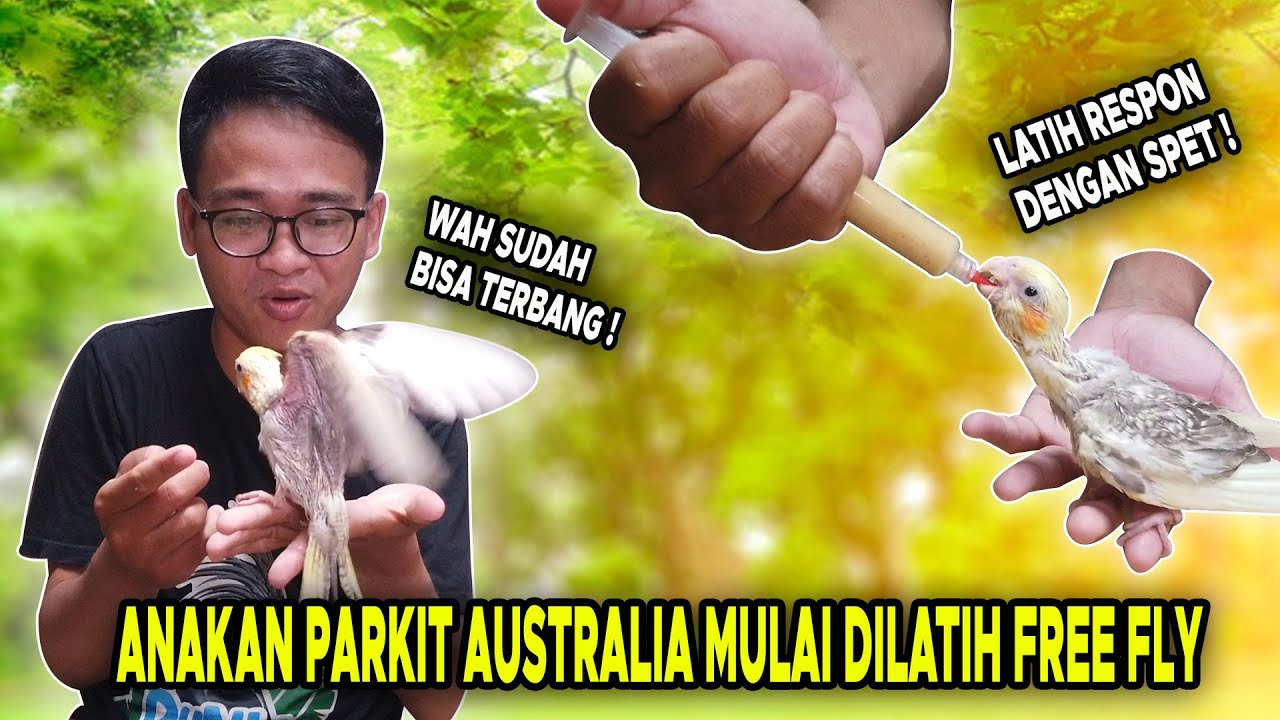 SERU BANGET LATIH ANAKAN PARKIT AUSTRALIA FREE FLY❗️TAHAP 1 LATIH FREE FLY ⁉️