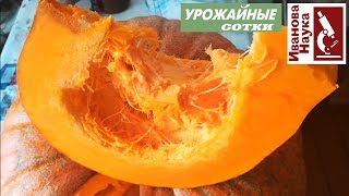 How to SAFE store a pumpkin and protect it from spoilage? Simple but important rules.