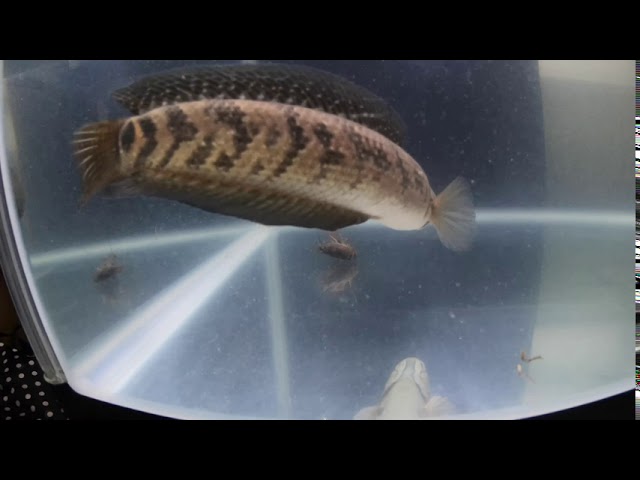 ザリガニ丸飲みコウタイ コウタイ ザリガニ アメリカザリガニ スネークヘッド Youtube ザリガニ丸飲みコウタイ コウタイ ザリガニ アメリカザリガニ スネークヘッド Youtube