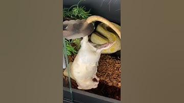 Burmese Python F/T Feeding! #wildlife #animal #snake #reptile #pets #youtubeshorts #food #diy #girls