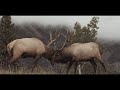 Elk Fight in the Mountains | Hoisting Heavy Logs onto the Off Grid Cabin | Cali has a visitor