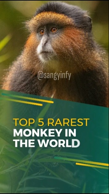 Monkey Uncommon TOP 5 RAREST MONKEY IN THE WORLD | @sangyinfy | #monkey | #monkeys ...