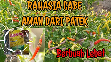 CARA MENGATASI PATEK PADA CABE|ANTRAKNOSA CABE