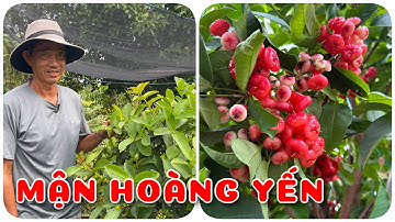 Cây Mận hoàng yến bonsai đang hoa | 0386569374 - Ngọc Ngân Bến Tre | Chuyên cây độc lạ