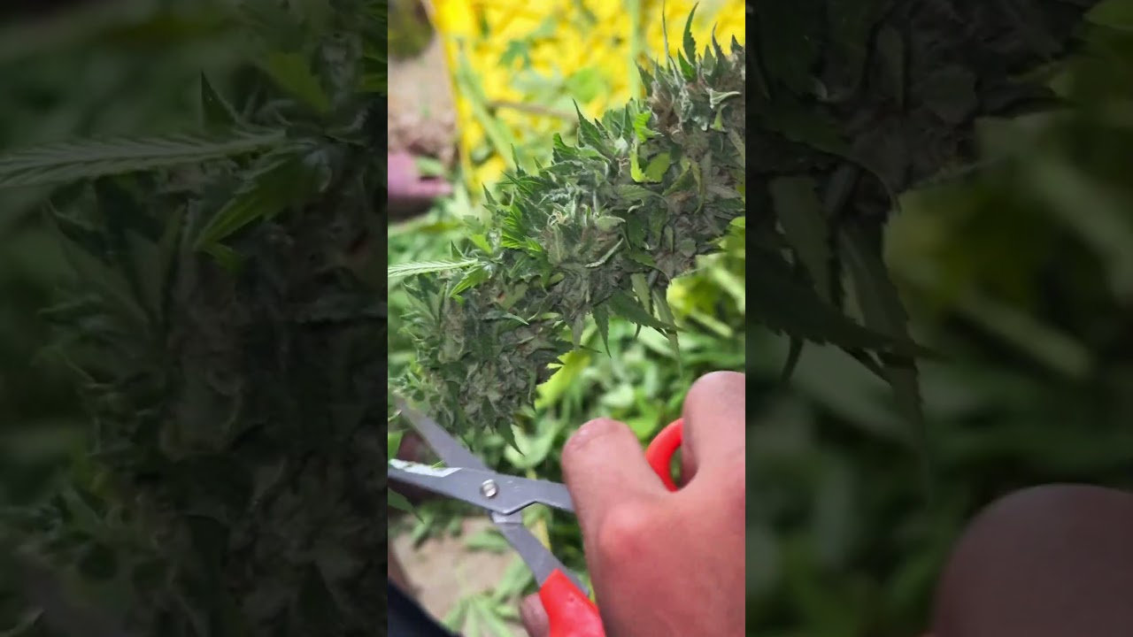 Last week wet trim/dry 