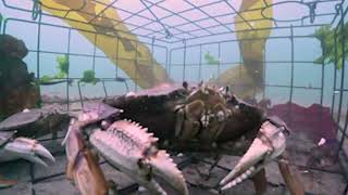 Secrets of Crabbing & Crabs 1.4: GoPro in crab trap (with audio)