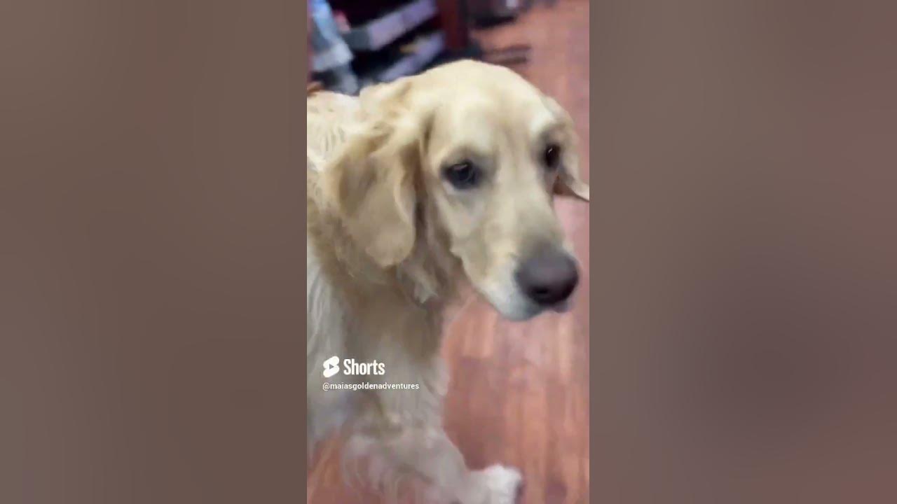 my-dog-acts-like-an-npc-in-the-pet-store-npc-goldenretriever-doggos