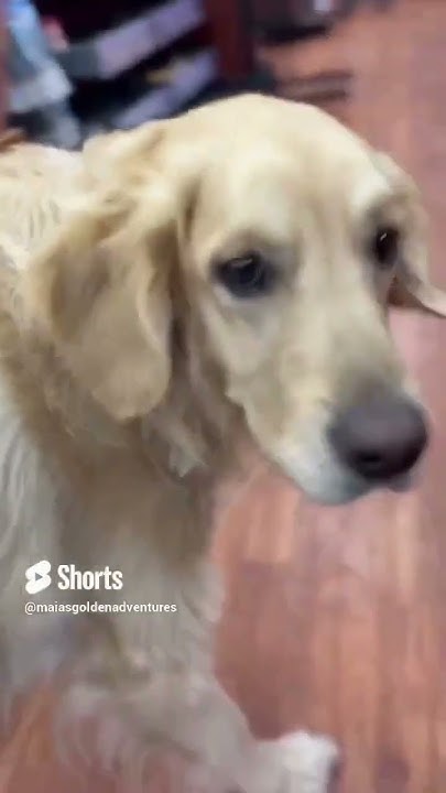 my-dog-acts-like-an-npc-in-the-pet-store-npc-goldenretriever-doggos