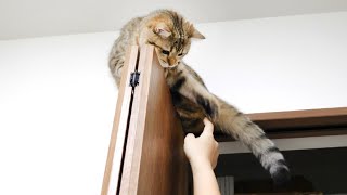 まだ降りたくなくて小さな手で抵抗してくる猫！