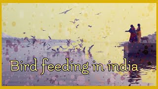 Most Exotic Bird Feeding By Indian Woman In Varanasi 