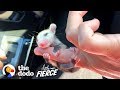 This Baby Opossum Has the Cutest Hands | The Dodo Little But Fierce