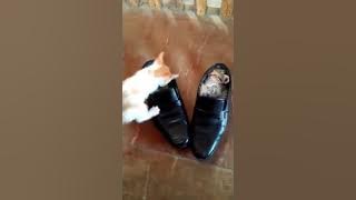 Cat want sleep in my shoes... Good night