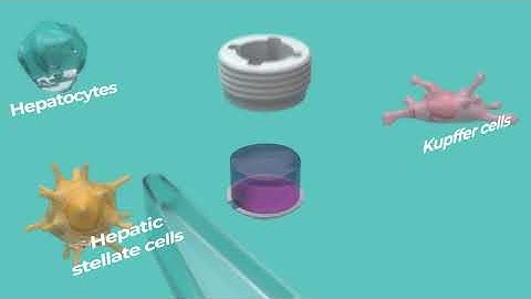 How our PhysioMimix system (Organ-on-a-Chip) works