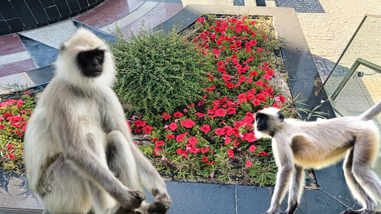 Good morning. Have a nice day jai Shri ram 🙏