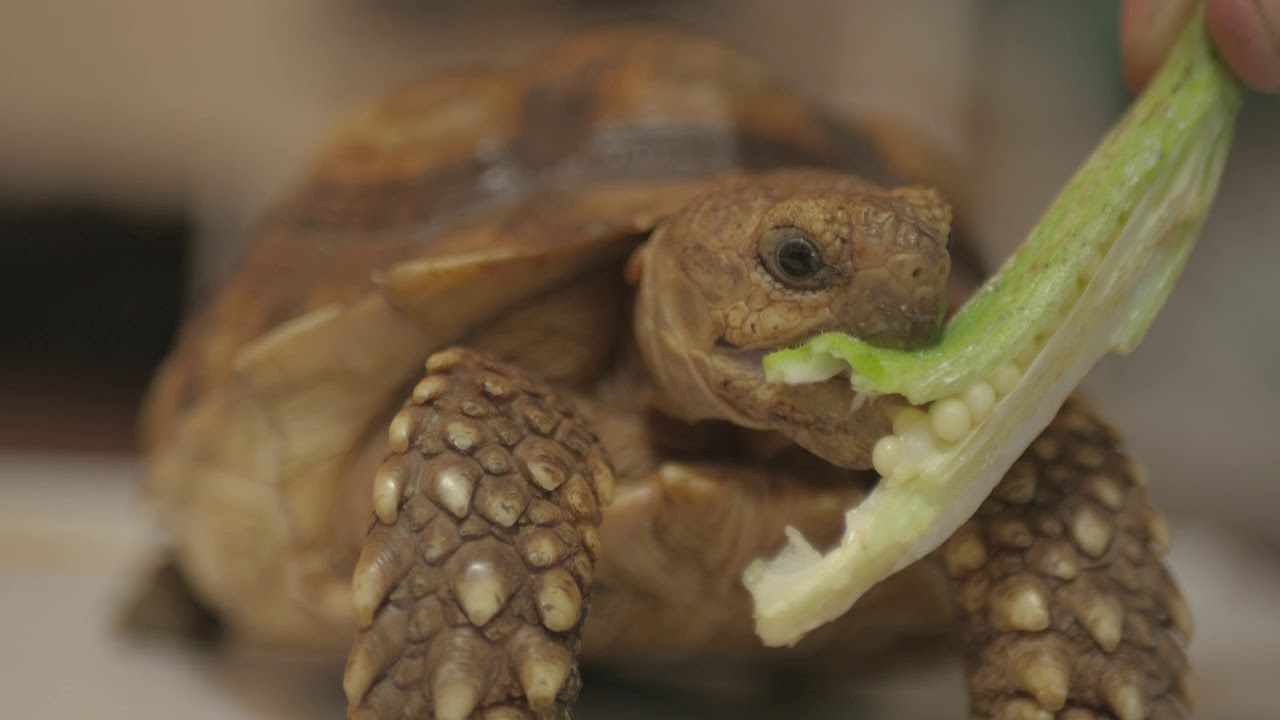 Tortoise eating okra YouTube