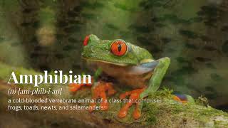 Amphibian - Digital Vocab Card