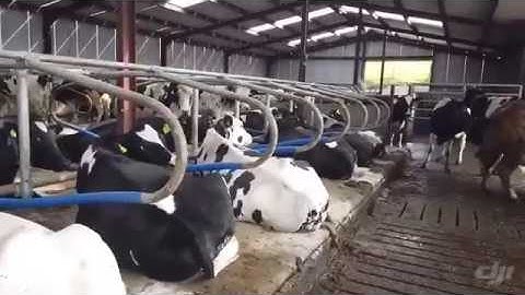 Blue Cowcoon cubicles video