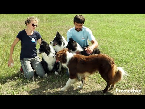 Как собак обучают пастушьей службе | БИЗНЕС-ПЛАН