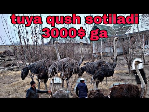 Video: Tuyaqushlarni Qanday Boqish Kerak