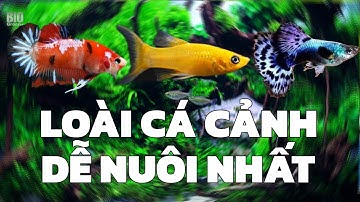 Các loại cá cảnh cho người mới  , Top những dòng cá cảnh trâu bò | BIO green+