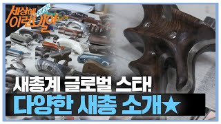 새총계 글로벌 스타! 다양한 소재로 만드는 새총 소개★ ㅣ순간포착 세상에 이런 일이(Instant Capture)ㅣSBS Story