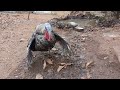 Dancing Turkey bird !