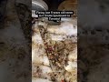 Stove Repair in Toronto