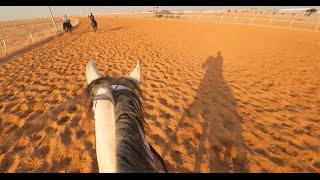 Gallop Arabian horse with more speed🐎🔥تشغيل حصان مع سرعه اكثر