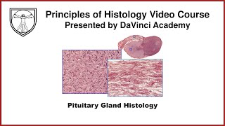 Pituitary Gland Histology [Endocrine Histology 1 of 2]