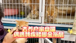 去养户家盘猫偶遇残疾矮脚金渐层