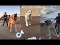 Kangal are badass and cute  tiktok compilation