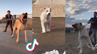 Kangal are Badass and Cute  Tiktok Compilation!