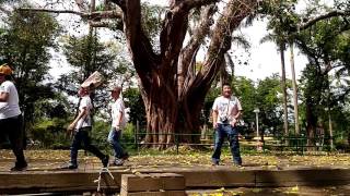 106 0524公園國小小小解說員第二次練習 菩提樹