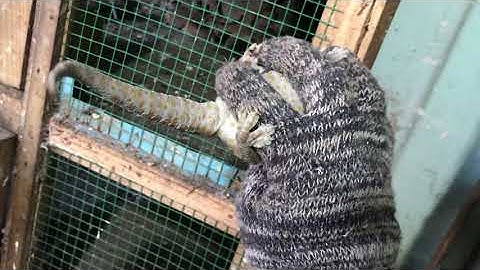 Chú tắc kè cái size khủng | Tắc kè Phúc Hậu - 0913398911