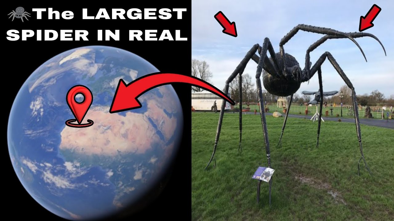 The LARGEST SPIDER 🕷️ IN REAL real life Google Earth 🌎 Google map # ...