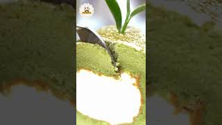 Extremely soft and moist Cake | Very delicious and easy Green Japanese Cake #youtubeshorts #shots screenshot 5