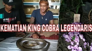 KISAH KEMATIAN KING COBRA PELIHARAAN A OPIK