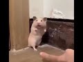 Startled Hamster