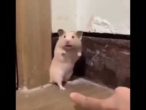 scared hamster