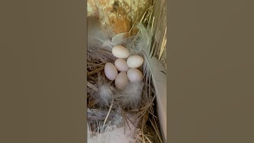 tree swallow eggs! 🥚