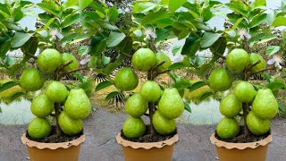 Guava cuttings tutorial for fast growing 100% roots only 1-2 weeks...