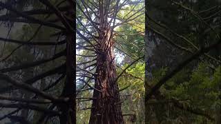 #Сочи#Кудепста#"Райское озеро"природа#сейквои#релакс