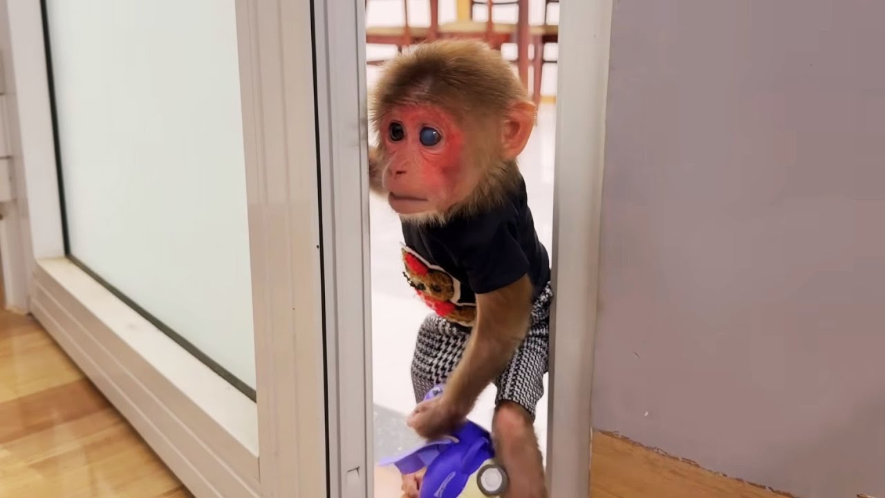She Wasn’t Supposed to See This… Monkey Baby Enters the Cameraman’s Secret Room! 😱🐒