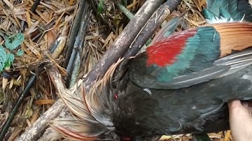 cuab qaib qus 23/3/2021 daib 13