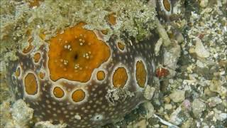 The Hypnotic Oscillation of the Sea Cucumber