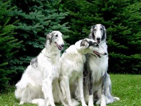 Vídeo: Raça De Gos Borzoi Hipoalergènic, De Salut I De Vida