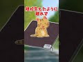 【2ちゃんねる】ずうずうしい猫【2ch面白いスレ】#Shorts