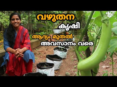 വഴുതന കൃഷി രീതിയും പരിചരണവും | Brinjal Krishi Malayalam Farming